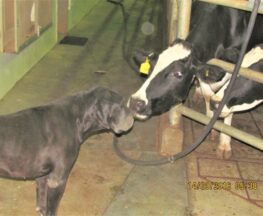 Coco and Cow at Nina Slabbert's Farm, Western Cape, 2016